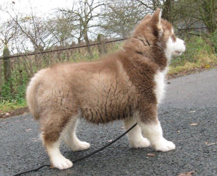 Danko 9 Wochen 2 044